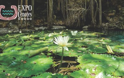 El Origen de Expo Cenotes